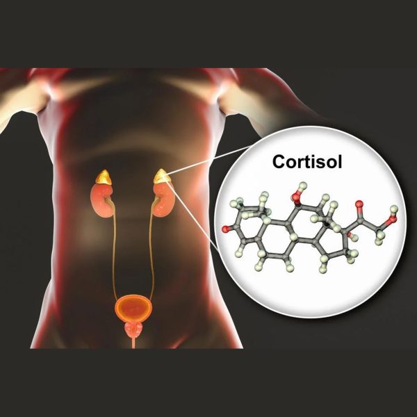 Cortisol -Evening (3 to 5 PM)